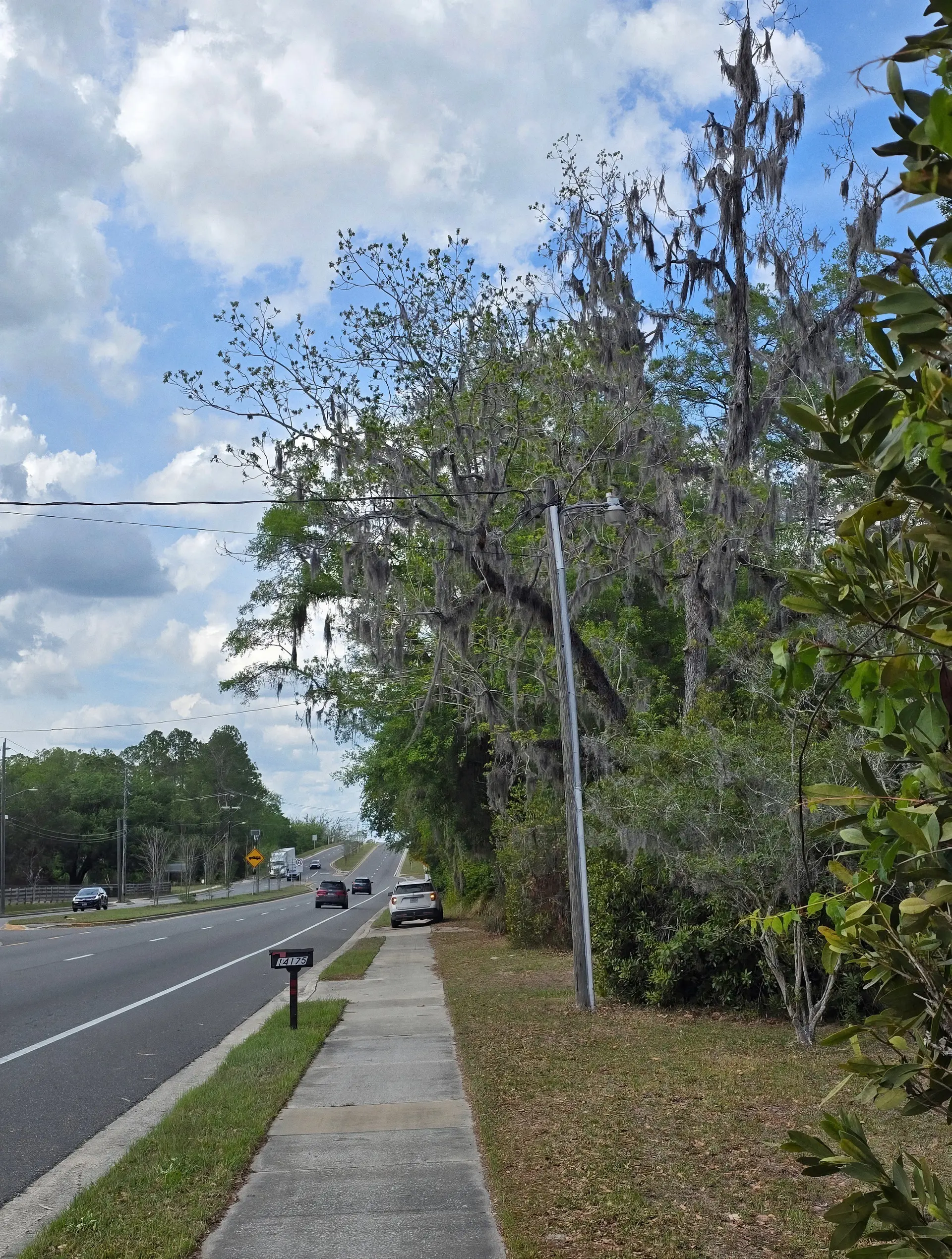 Large oak draped in Spanish moss beside a Florida roadway near power lines