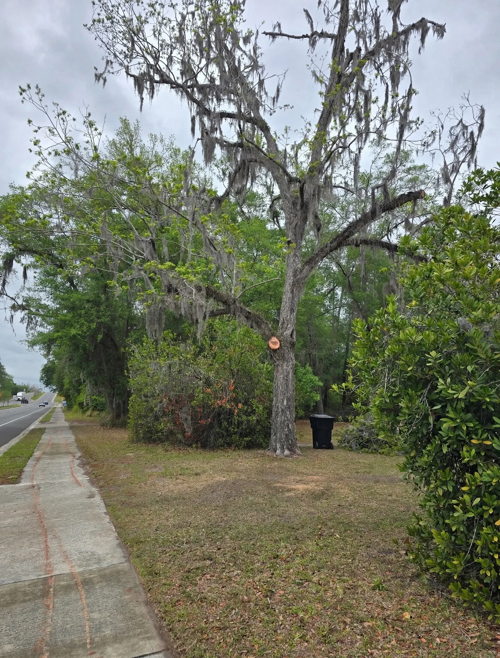 Large oak tree draped in Spanish moss marked with orange paint for removal beside a Florida road