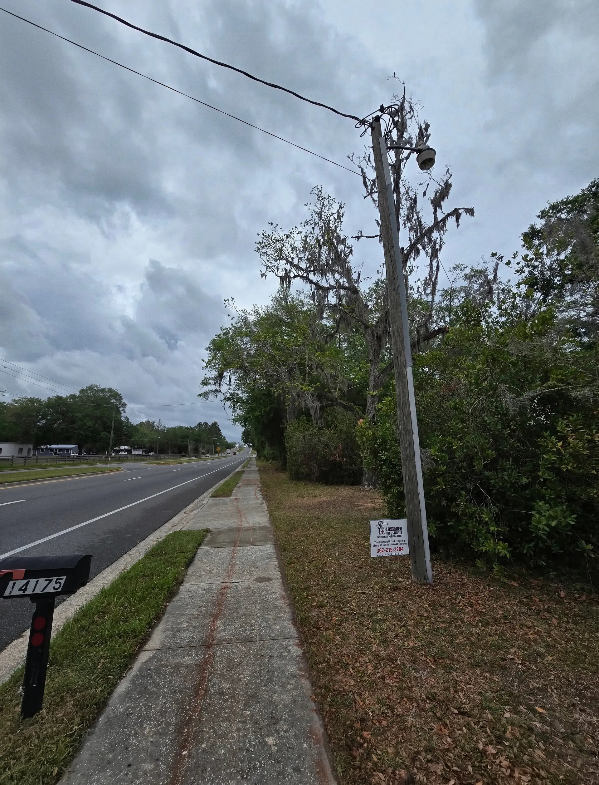 Tree growing beside a power pole and lines along a Florida roadway