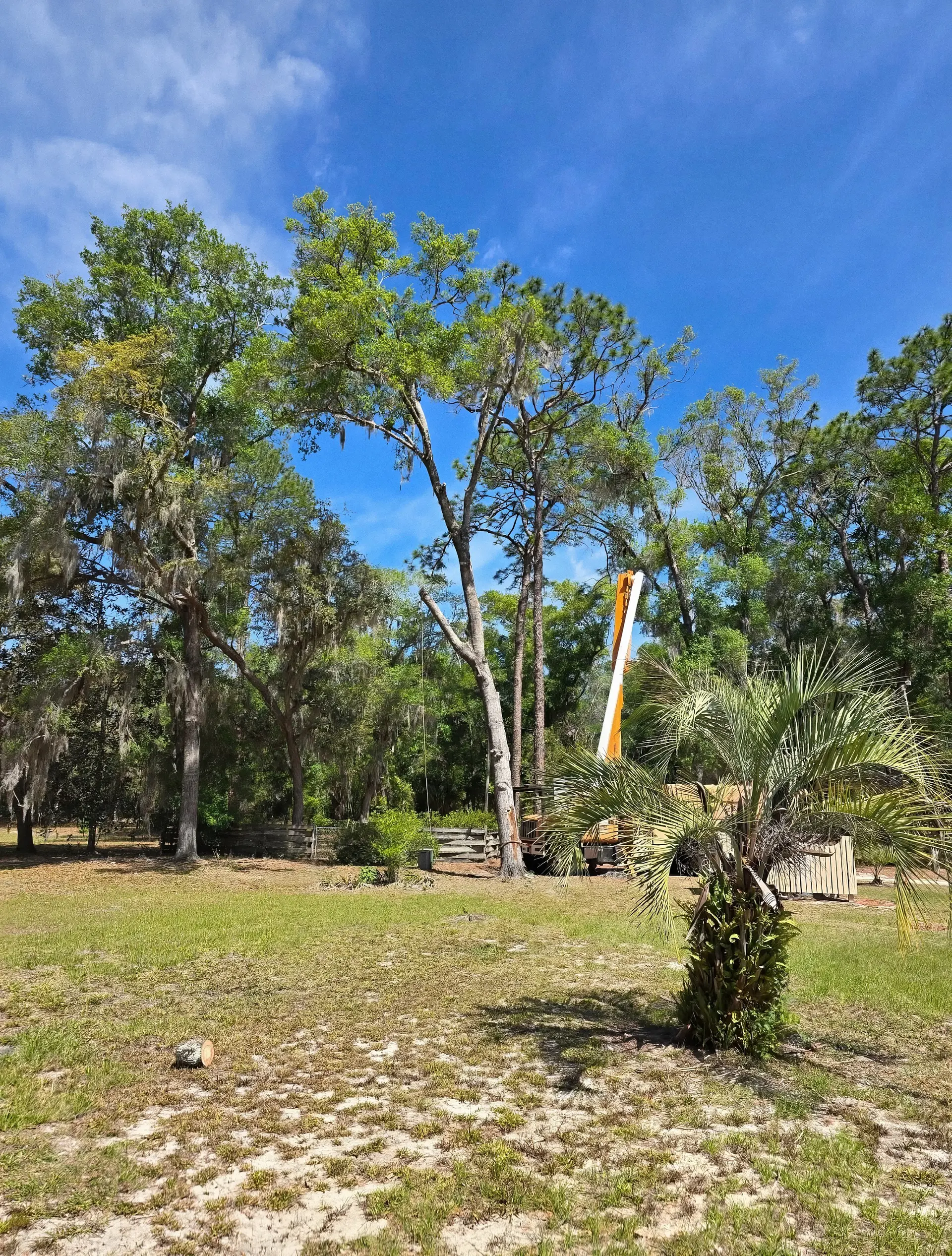 Open Florida yard with a palm and mature oaks under a blue sky
