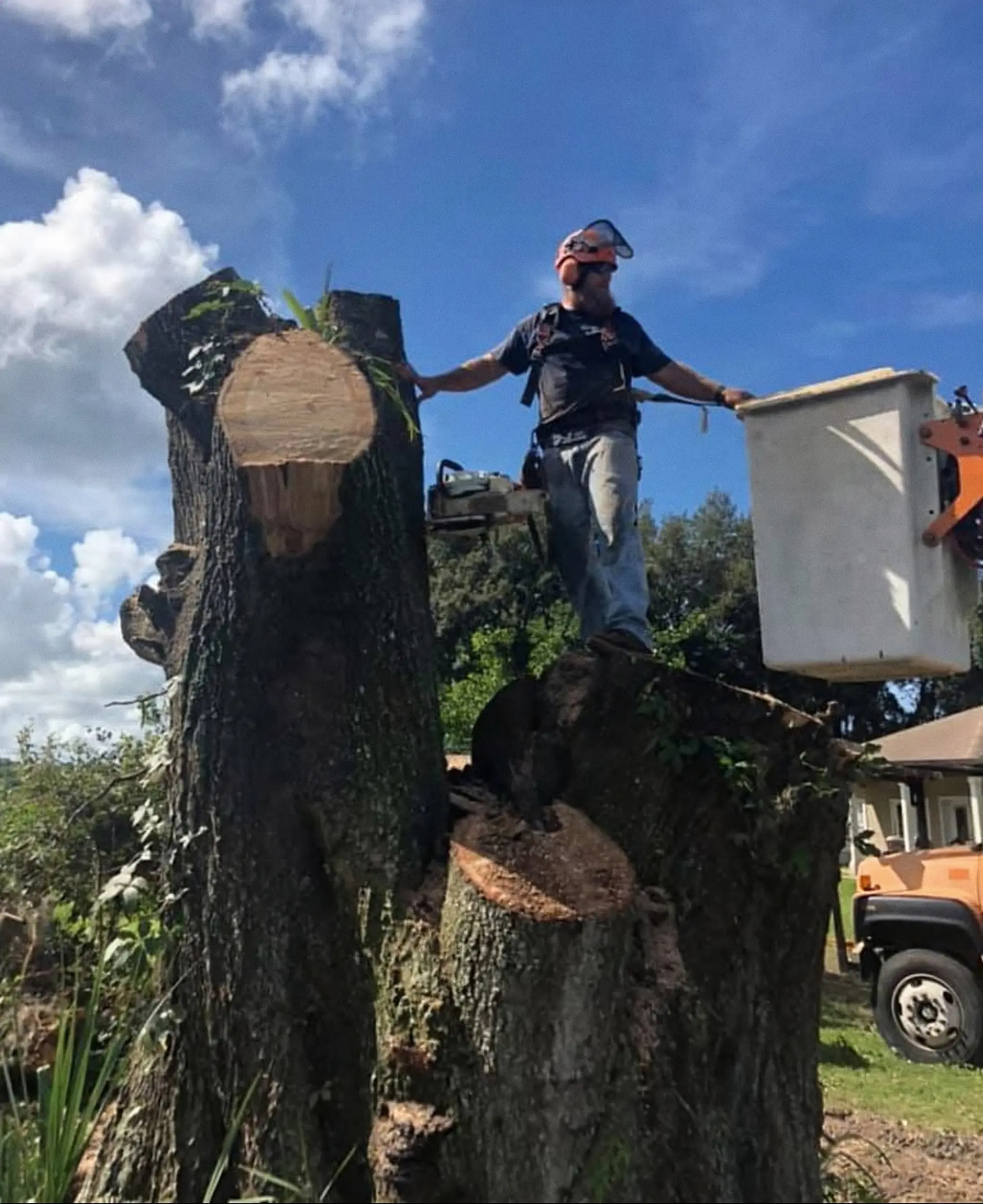 Crusader tree crew member standing in a bucket truck beside massive freshly cut oak stumps