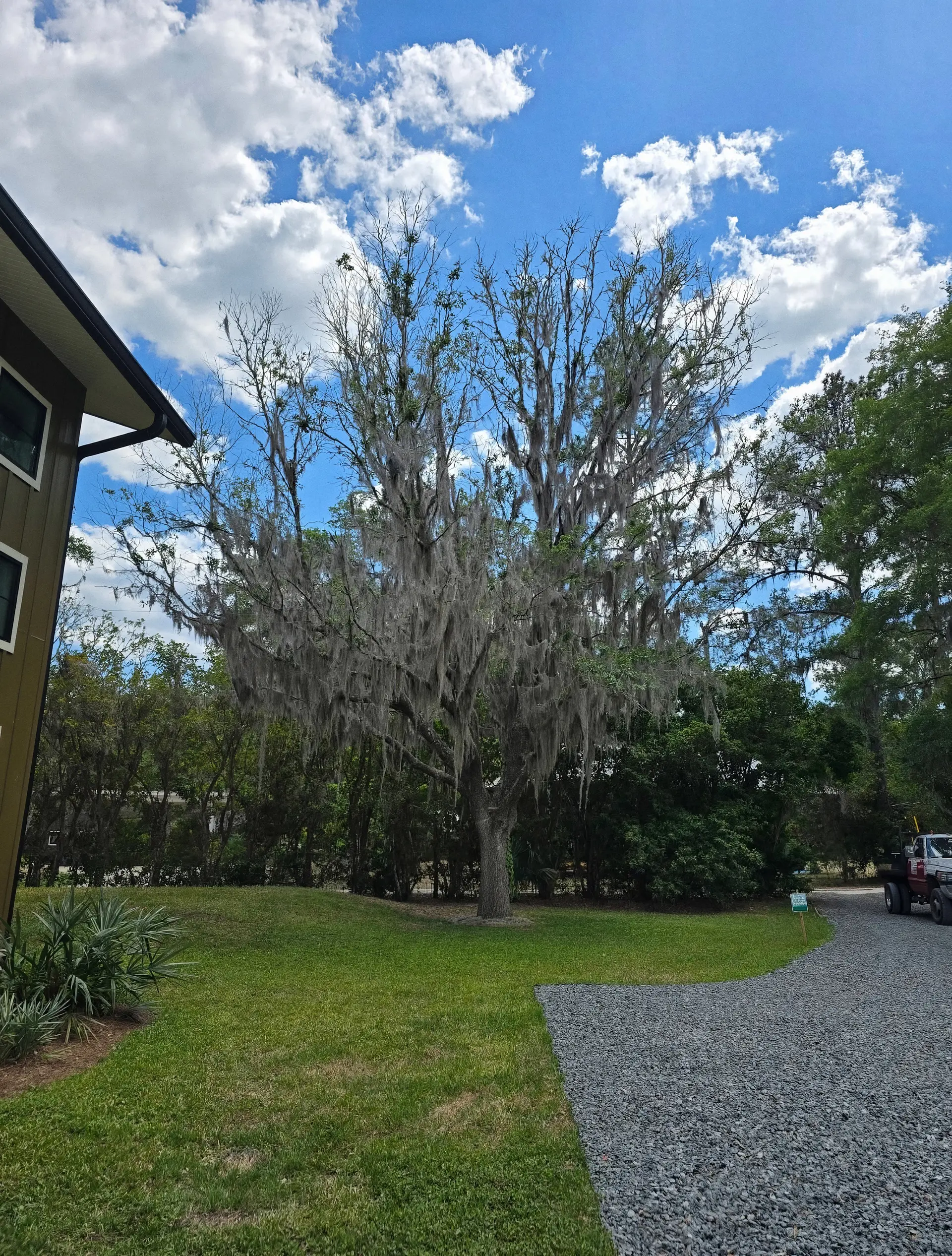 Mature live oak with Spanish moss beside a home under a bright blue Florida sky