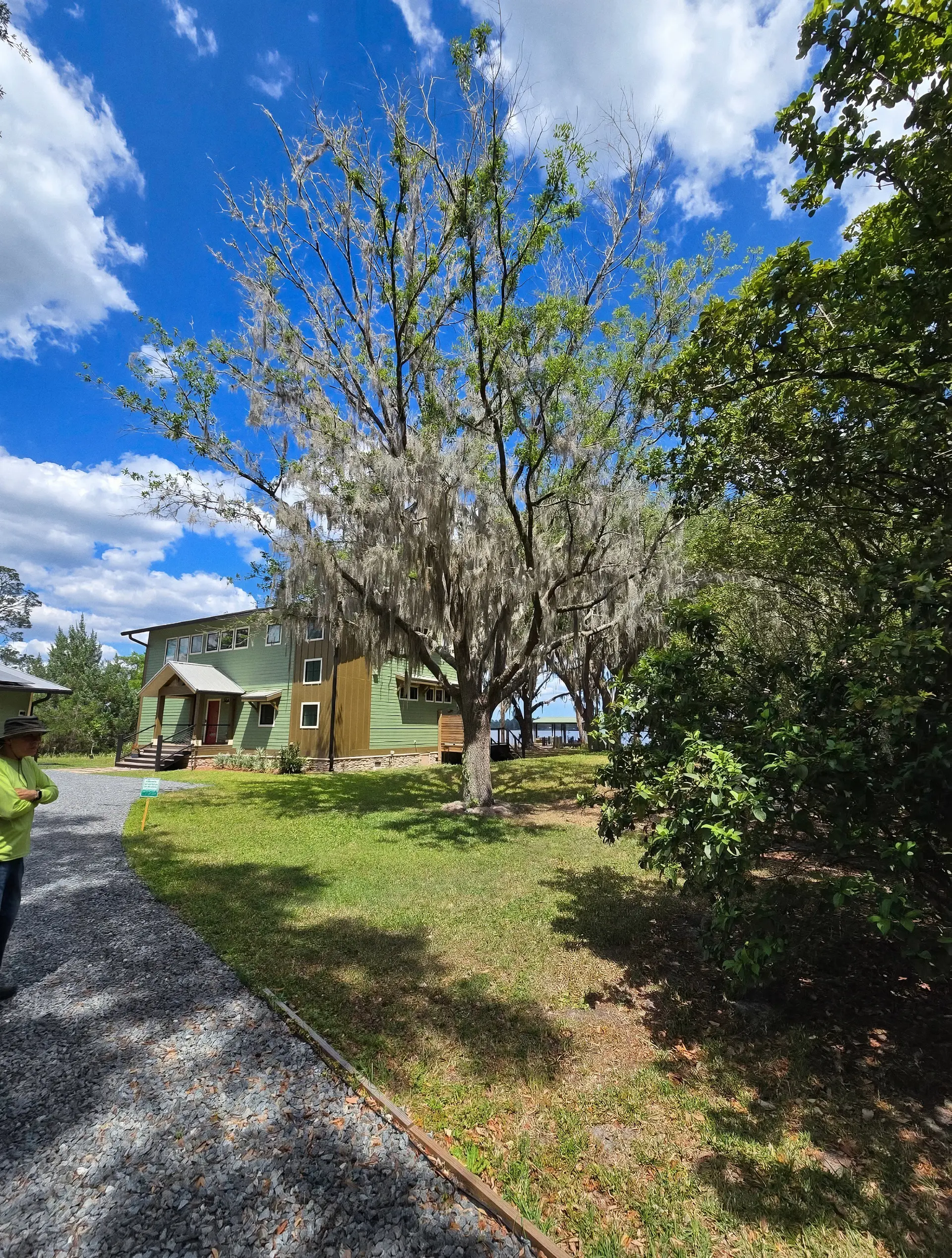 Mature oak tree with Spanish moss along a gravel driveway in North Central Florida